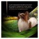 Purina Pro Plan Veterinary Diets HA St/Ox Hypoallergenic Puppy & Adult Small & Mini Дієтичний сухий корм для лікування харчової алергії у собак дрібних порід будь-якого віку 1,4кг