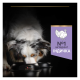 Purina Pro Plan Dog Adult Grain Free Medium & Large Sensitive Digestion Turkey Сухий беззерновий корм з індичкою для дорослих собак середніх і великих порід із чутливим травленням 12кг