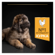 Purina Pro Plan Puppy Large Robust Healthy Start Сухий корм з куркою для цуценят і юніорів великих і гігантських порід 12кг