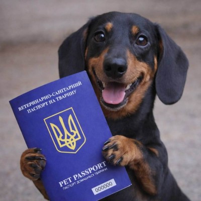 Ветеринарний паспорт для тварини: навіщо він потрібен і як оформити