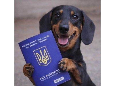 Ветеринарний паспорт для тварини: навіщо він потрібен і як оформити