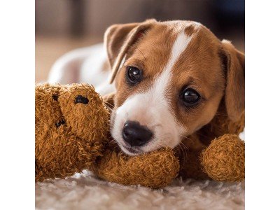 ТОП-5 порід собак для квартири: хто найкраще підходить у 2026 році