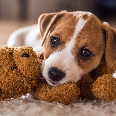 ТОП-5 порід собак для квартири: хто найкраще підходить у 2026 році