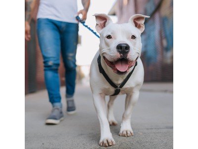 Як вибрати нашийник і повідець для собаки: повний огляд