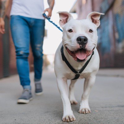 Як вибрати нашийник і повідець для собаки: повний огляд