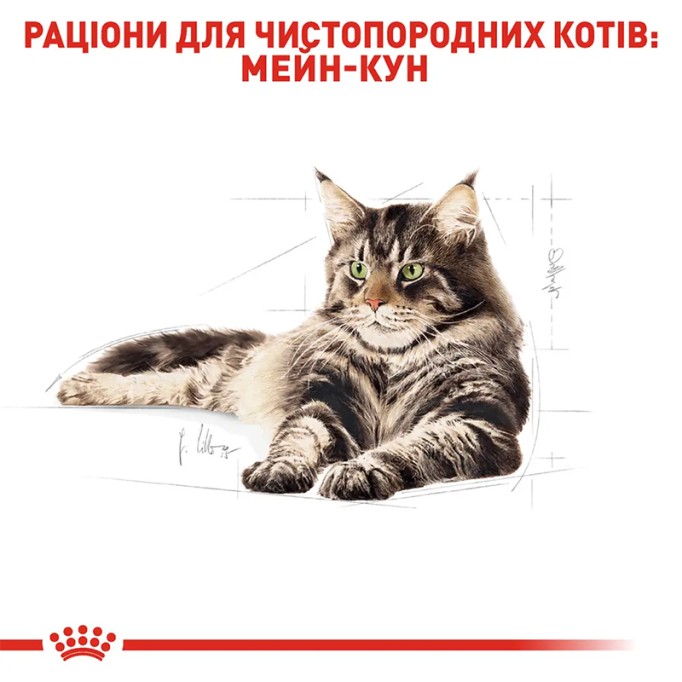 Royal Canin Maine Coon Adult Сухий корм для дорослих котів породи Мейн-Кун 2 кг
