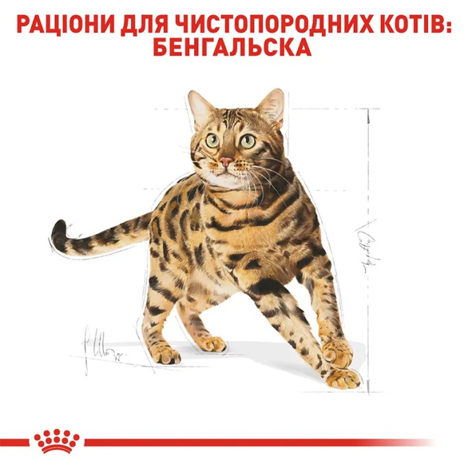 Royal Canin Bengal Adult Сухий корм для дорослих котів Бенгальської породи 2кг