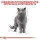 Royal Canin British Shorthair Adult Вологий корм для дорослих котів породи Британська короткошерста (шматочки у соусі) 85г 12шт