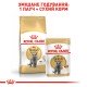 Royal Canin British Shorthair Adult Вологий корм для дорослих котів породи Британська короткошерста (шматочки у соусі) 85г 12шт