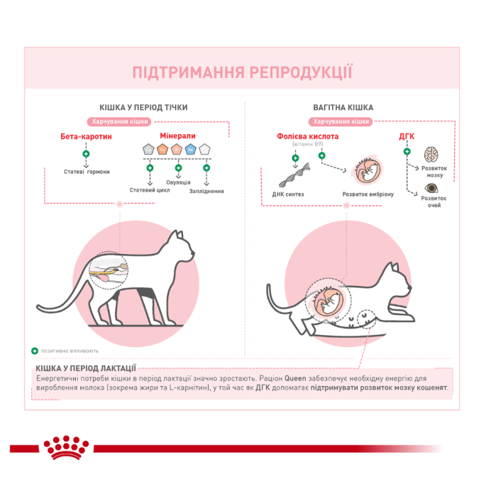 Royal Canin Queen Сухий корм для дорослих кішок у період вагітності і лактації 4кг