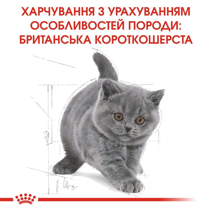 Royal Canin British Shorthair Kitten Сухий корм для кошенят породи Британська короткошерста 400 г