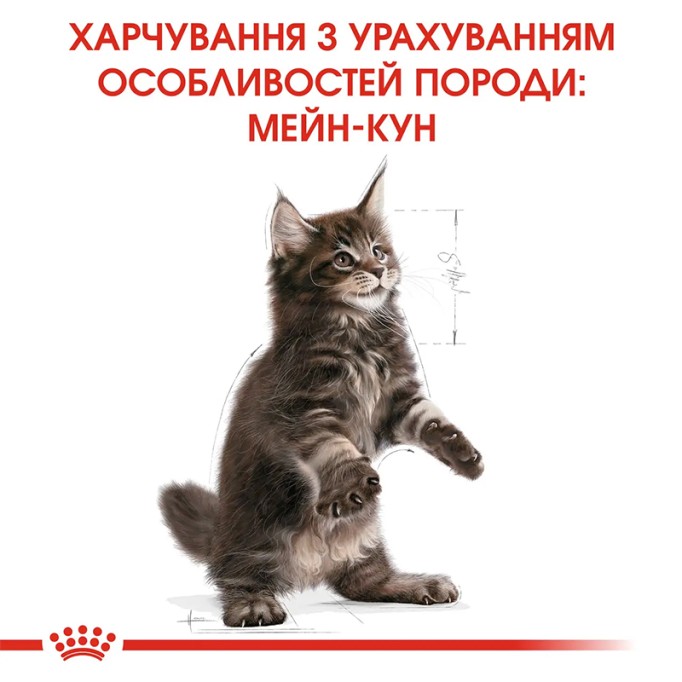 Royal Canin Maine Coon Kitten Сухий корм для кошенят породи Мейн-Кун 400 г