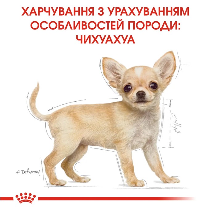 Royal Canin Chihuahua Puppy Сухий корм для цуценят породи Чихуахуа 500 г