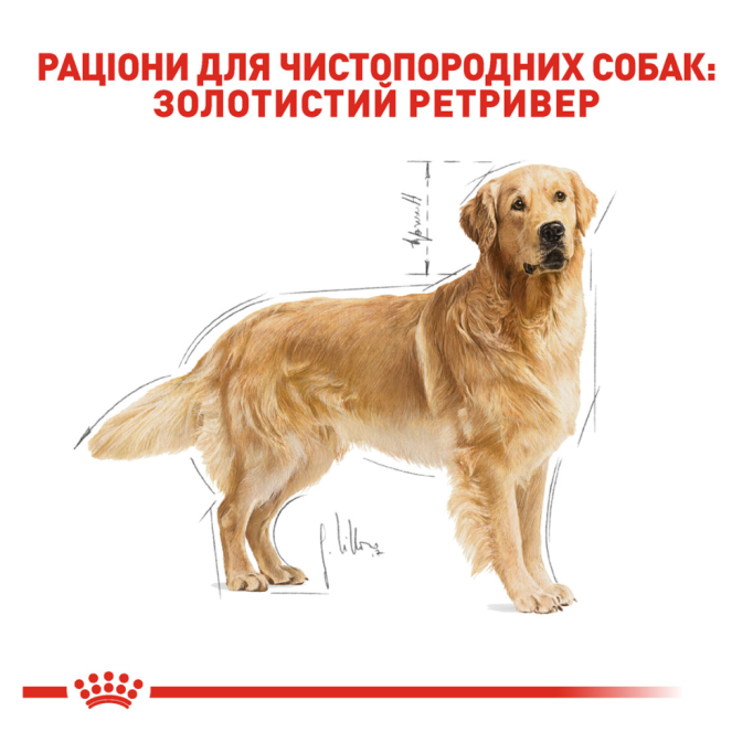Royal Canin Golden Retriever Adult Сухий корм для дорослих собак породи Голден ретривер 12кг