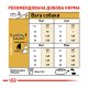 Royal Canin Jack Russell Terrier Adult Сухий корм для дорослих собак породи Джек-рассел-тер'єр 1,5кг