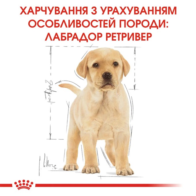 Royal Canin Labrador Retriever Puppy Сухий корм для цуценят породи Лабрадор-ретривер 3 кг