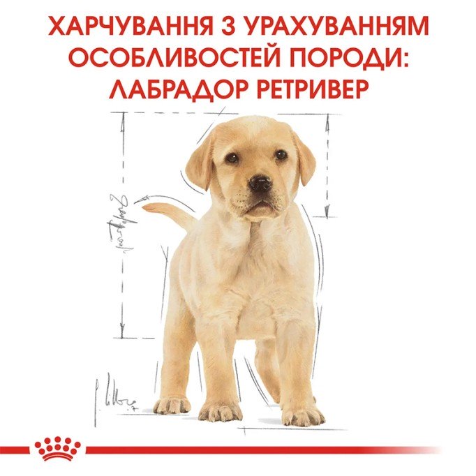 Royal Canin Labrador Retriever Puppy Сухий корм для цуценят породи Лабрадор-ретривер 12 кг