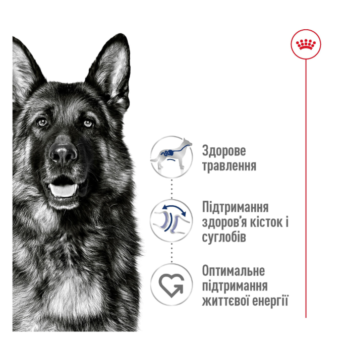 Royal Canin Maxi Ageing 8+ Сухий корм для зрілих собак великих порід (від 8 років) 15кг