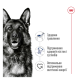 Royal Canin Maxi Ageing 8+ Сухий корм для зрілих собак великих порід (від 8 років) 15кг