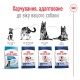 Royal Canin Maxi Adult Сухий корм для дорослих собак великих порід 4 кг