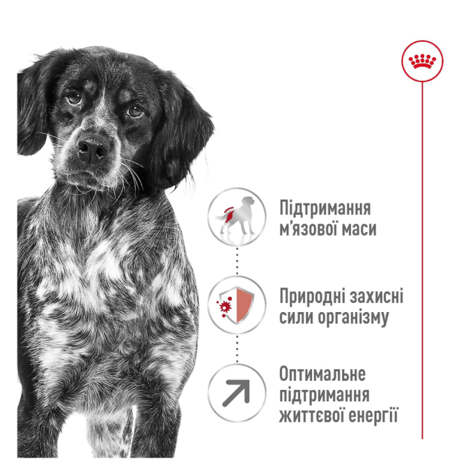 Royal Canin Medium Adult 7+ Сухий корм для зрілих собак середніх порід (від 7 років) 4кг