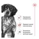 Royal Canin Medium Adult 7+ Сухий корм для зрілих собак середніх порід (від 7 років) 15кг