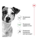 Royal Canin Mini Adult 8+ Сухий корм для зрілих собак малих порід (від 8 років) 800г