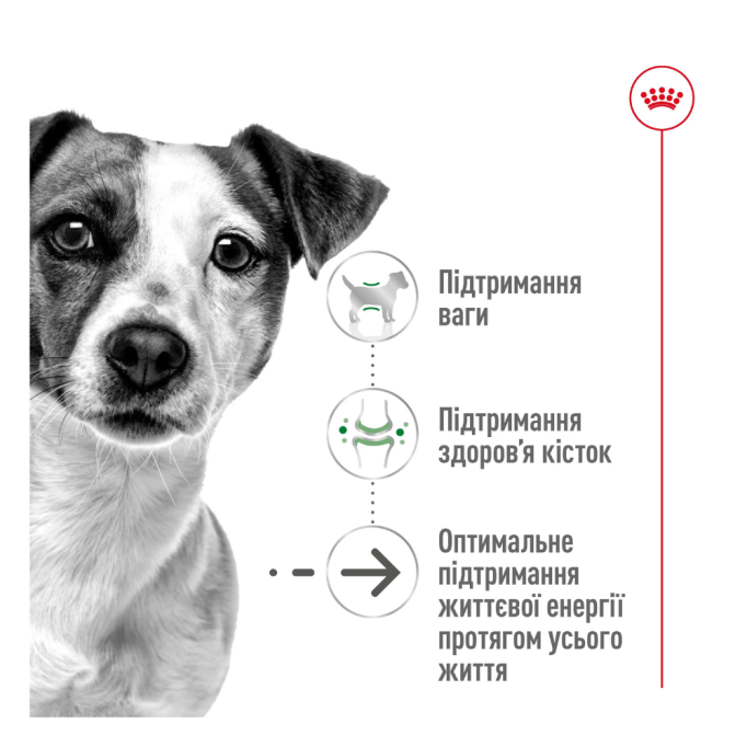 Royal Canin Mini Ageing 12+ Сухий корм для зрілих собак малих розмірів (від 12 років) 800г