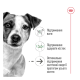Royal Canin Mini Ageing 12+ Сухий корм для зрілих собак малих розмірів (від 12 років) 800г