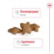 Royal Canin Mini Adult Сухий корм для дорослих собак малих порід 4кг