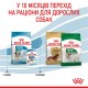 Royal Canin Mini Puppy Сухий корм для цуценят малих порід 800 г