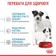Royal Canin Mini Starter Сухий корм для цуценят малих порід до 2-х місяців 8 кг
