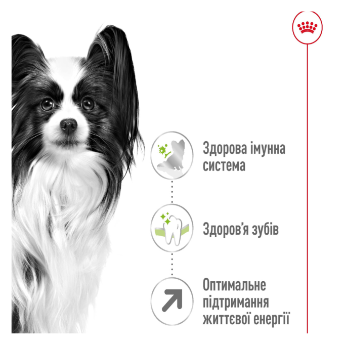 Royal Canin X-small Adult 8+ Сухий корм для зрілих собак мініатюрних порід (від 8 до 12 років) 3кг