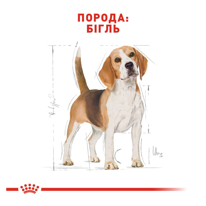 Royal Canin Beagle Adult Сухий корм для дорослих собак породи Бігль 3кг