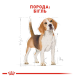 Royal Canin Beagle Adult Сухий корм для дорослих собак породи Бігль 3кг